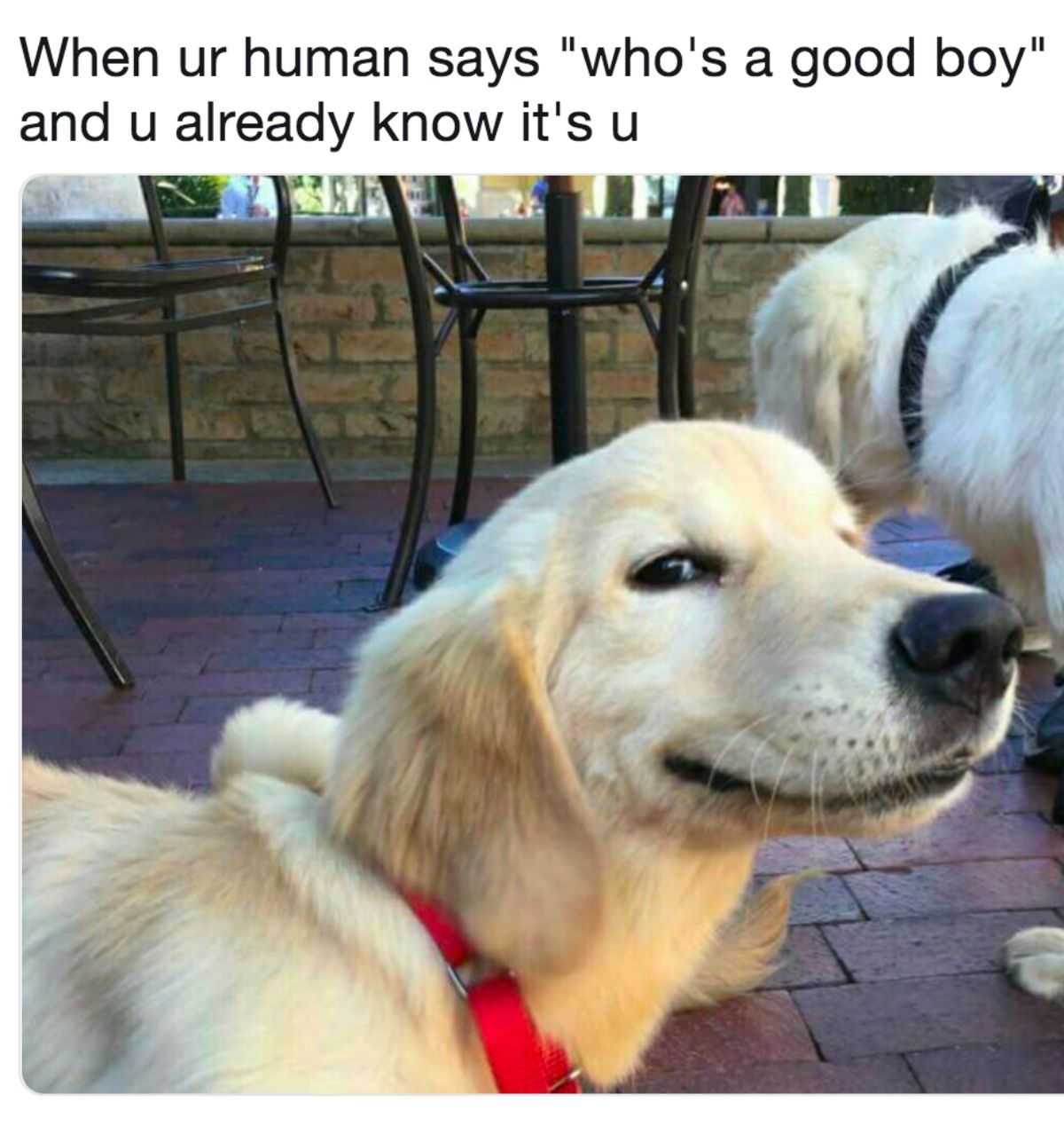 golden retriever puppy looking smug with caption saying When ur human says who's a good boy and u alreayd know it's u