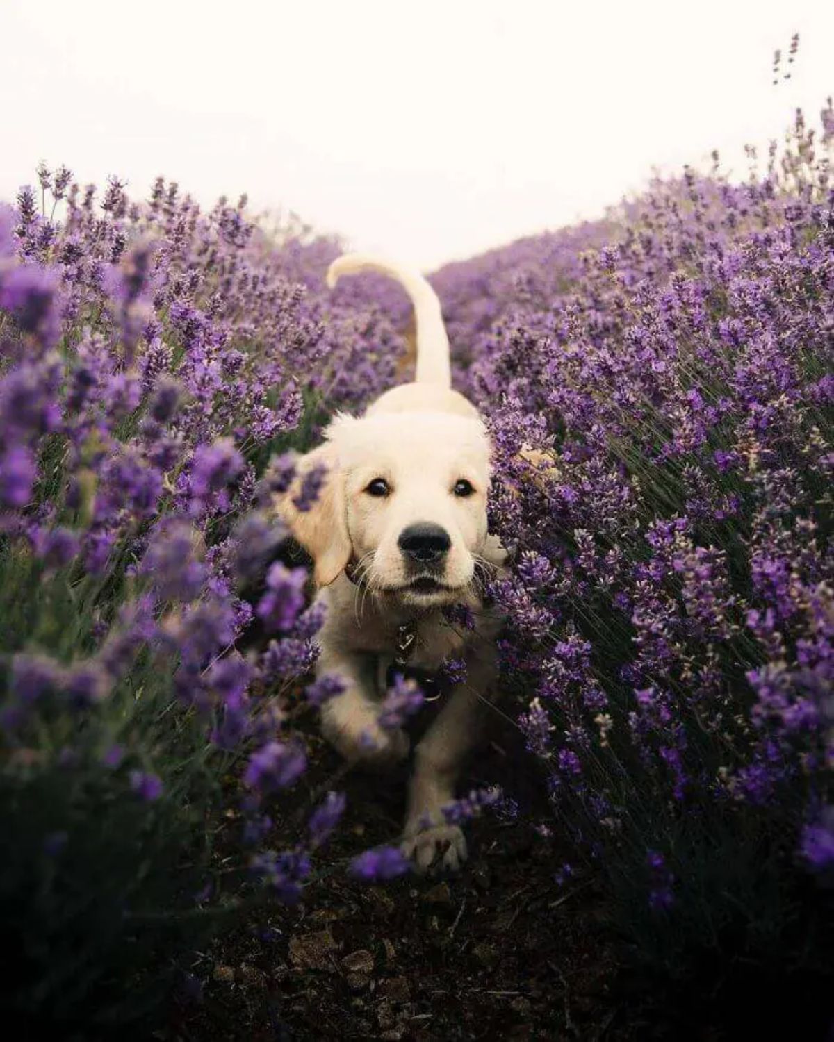 golden retriever puppy running through a lavender field