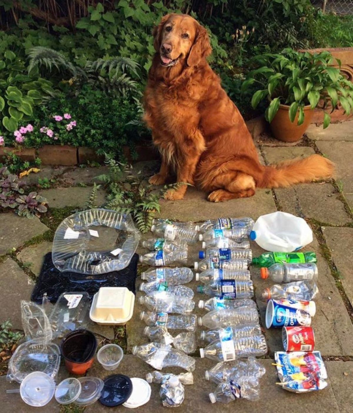 golden retriever sitting in front of a pile of plastic trash on the ground