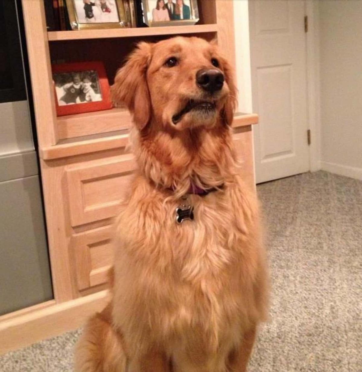 golden retriever sitting with the jowls caught in the mouth looking disapproving and disgusted