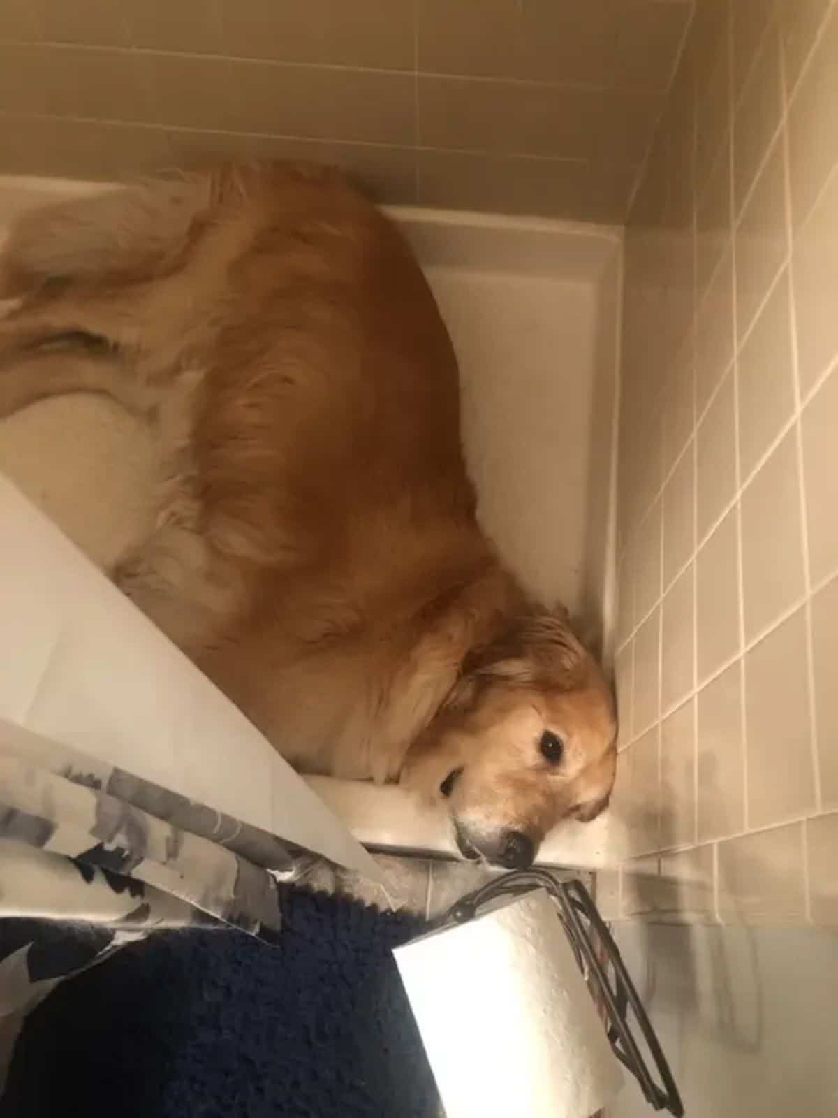 golden retriever sleeping in a shower cubicle