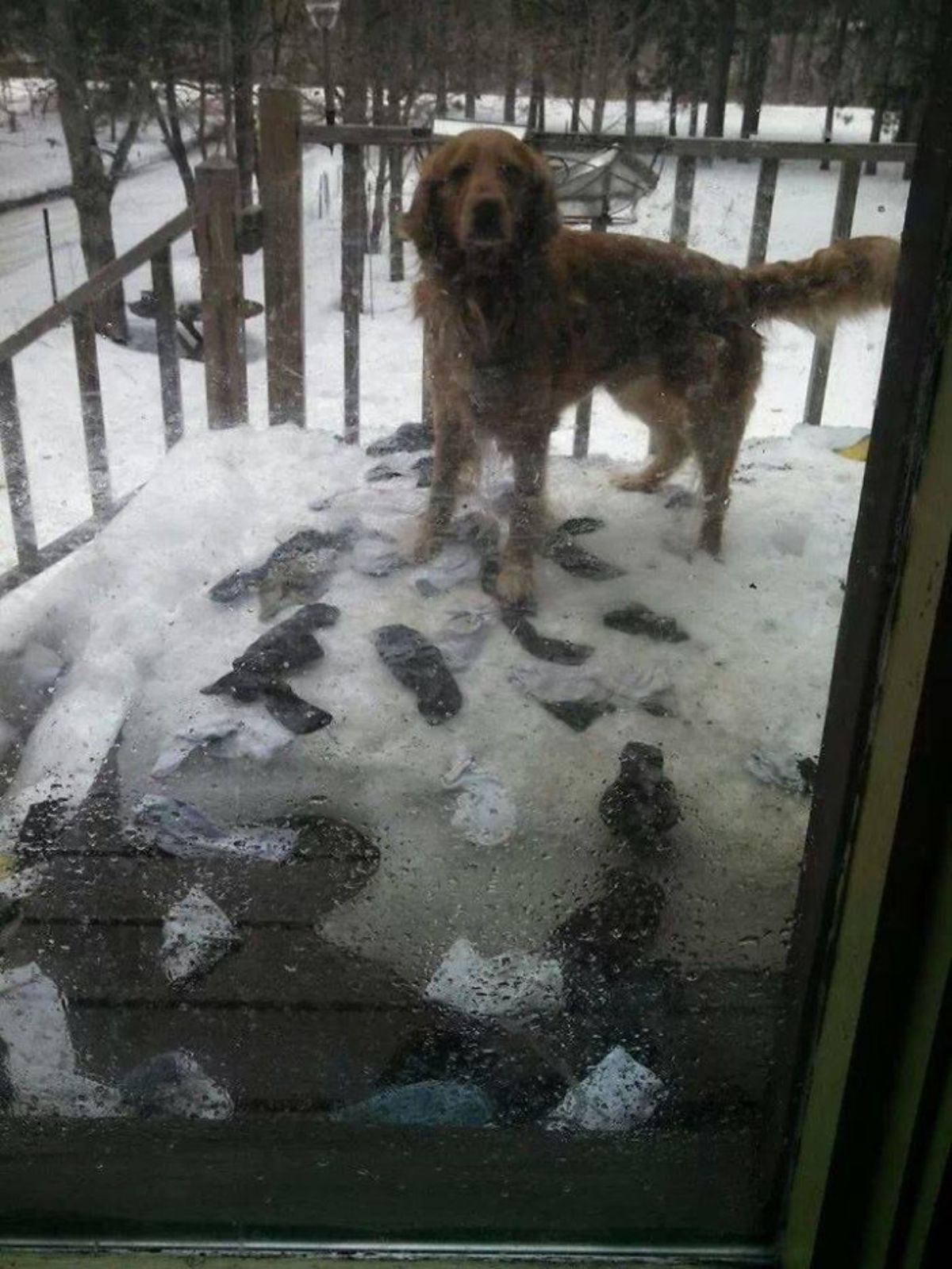 golden retriever standing on melting snow in front of a glass door with white and socks in the snow