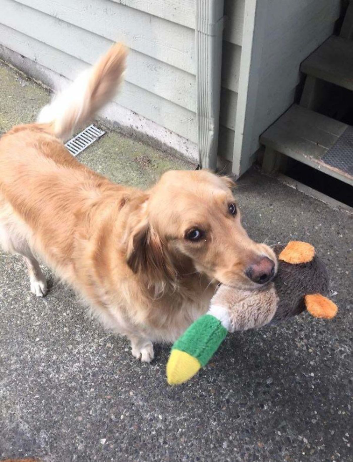 golden retriever standing with a black brown orange green and yellow stuffed toy in its mouth