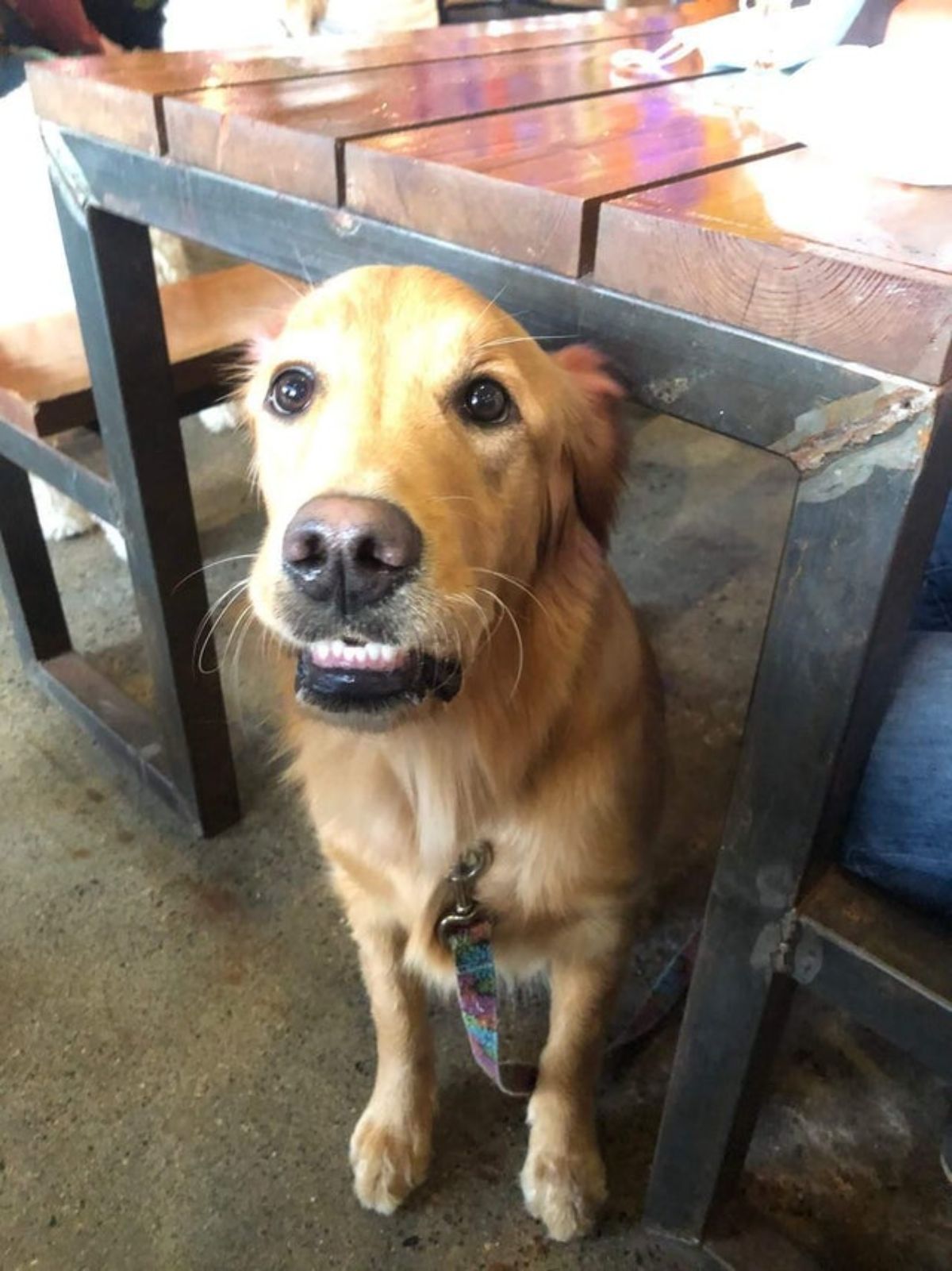 golden retriever under a wooden table and the dog's teeth are showing