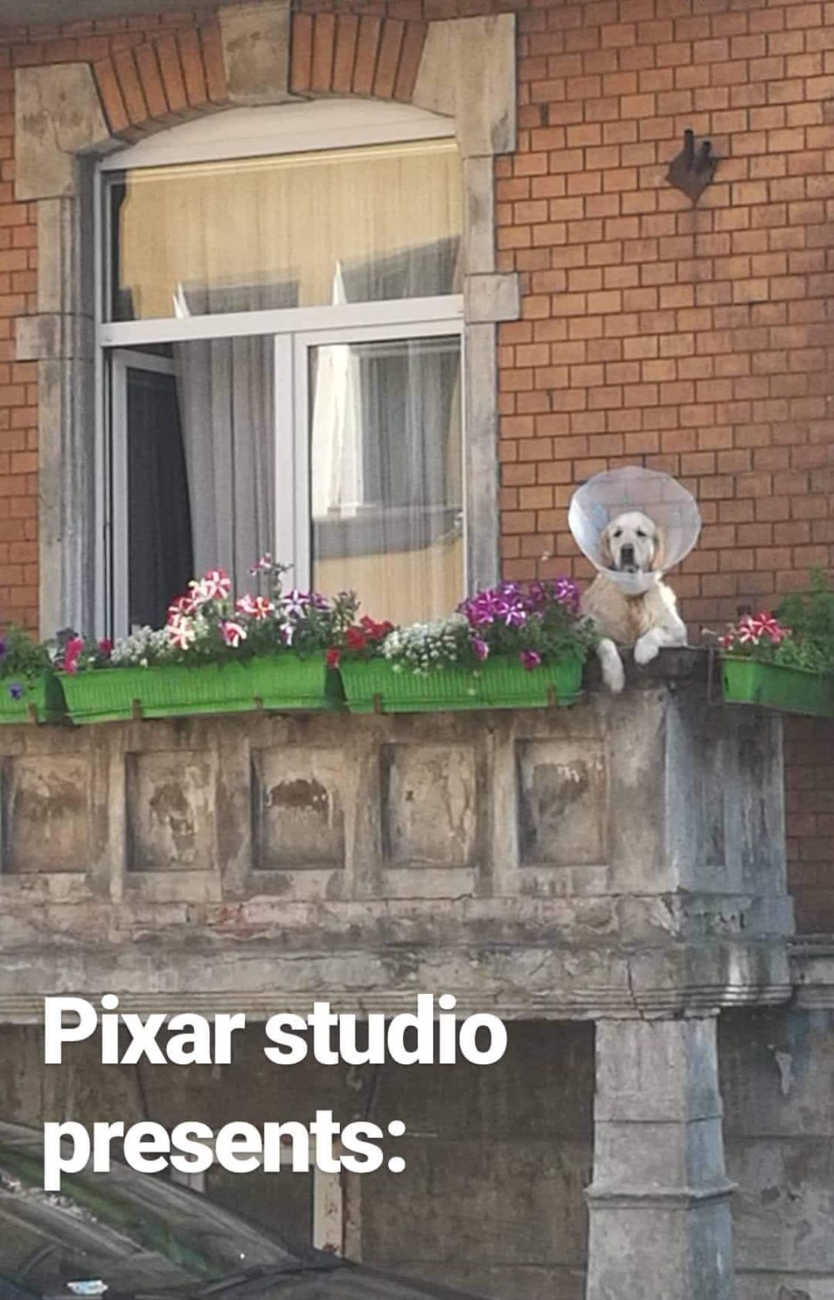 golden retriever wearing a plastic cone hanging over a balcony with green flower pots with pink flowers with the image saying Pixar studio presents at the bottom