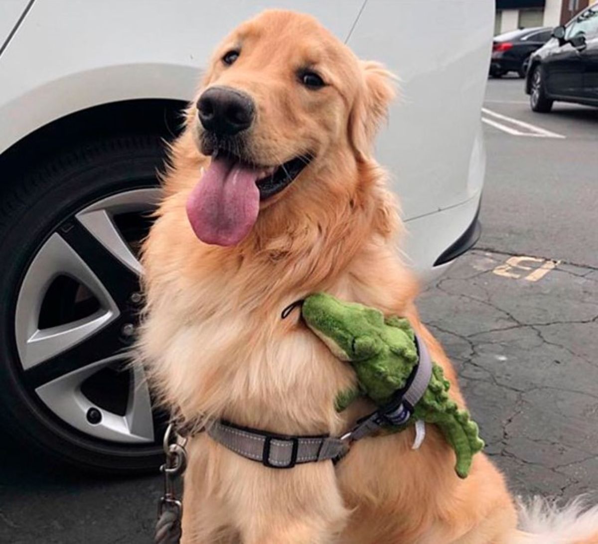 golden retriever with a grey harness on that has a green alligator stuffed toy stuck in it