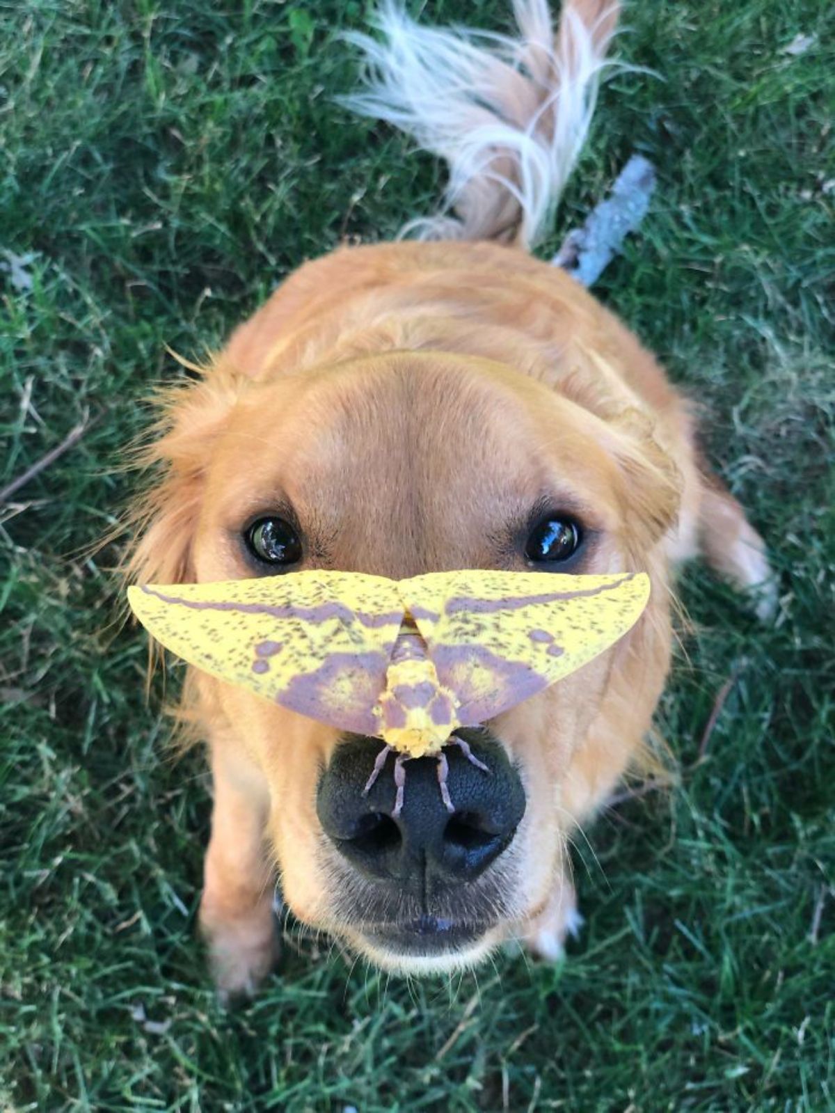 golden retriever with a yellow and purple moth on its snout