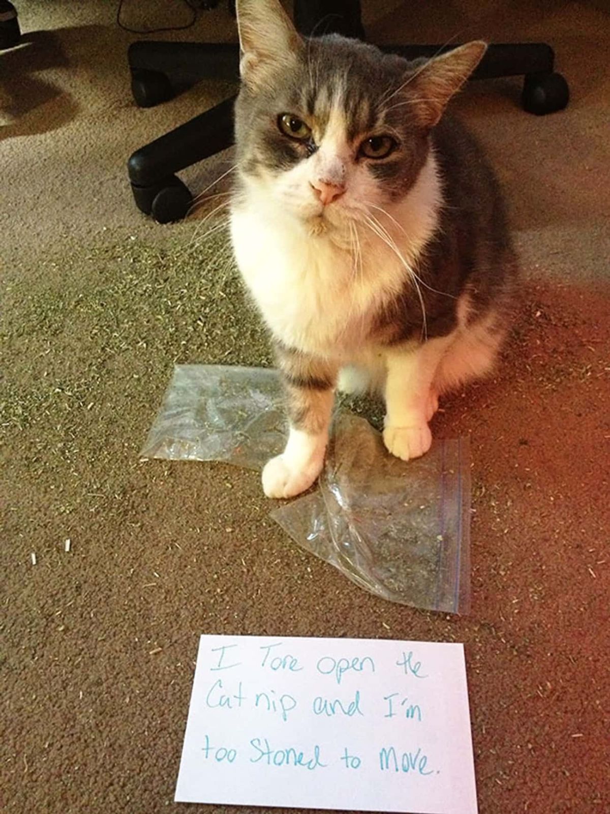 grey and white cat sitting on the floor with lots of catnip and their bags on the floor with a note saying "I tore open the cat nip and I'm too stoned to move"