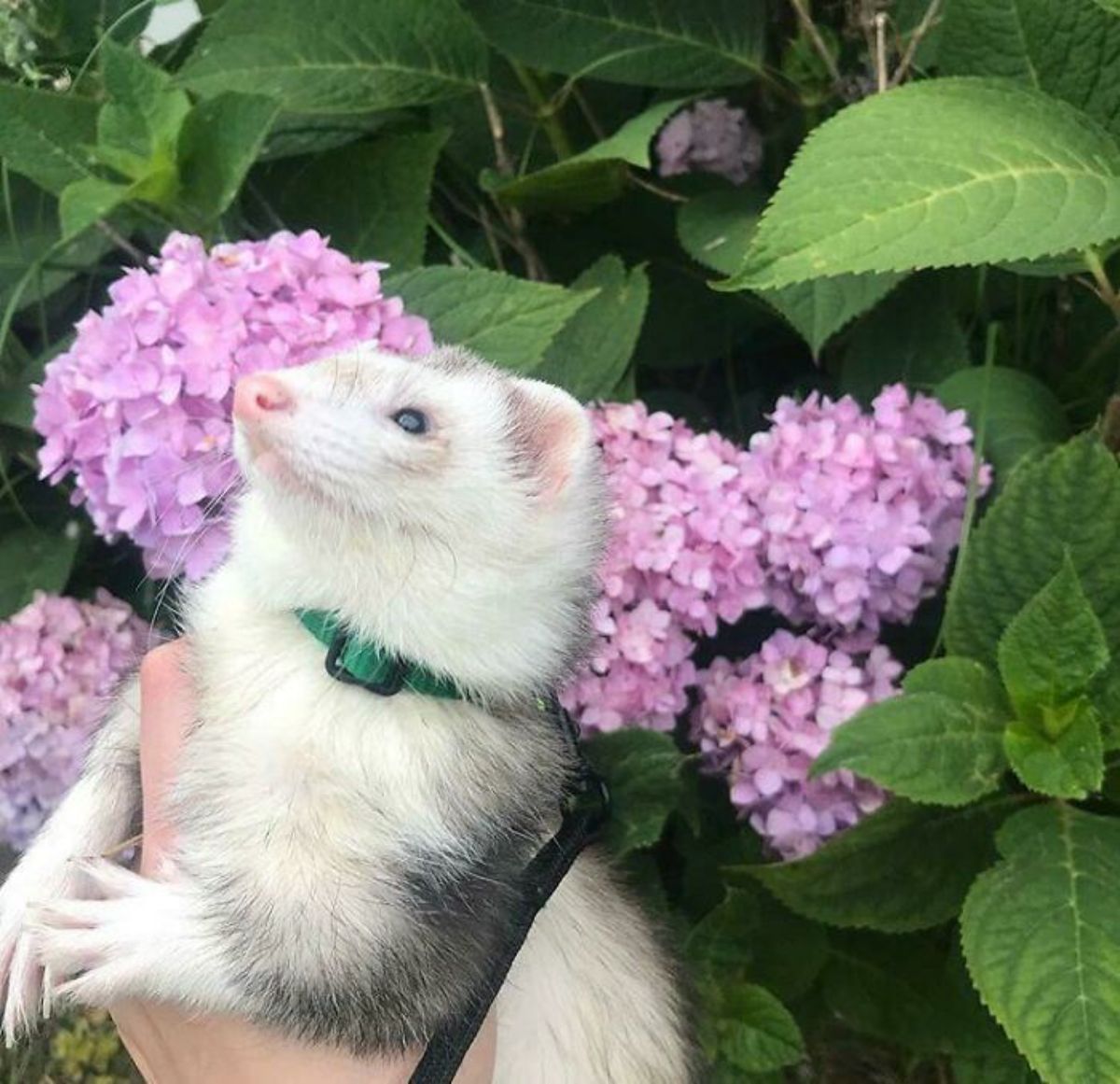 grey and white ferret in a green collar and black harness and leash being held up next to purple flowers on a bush
