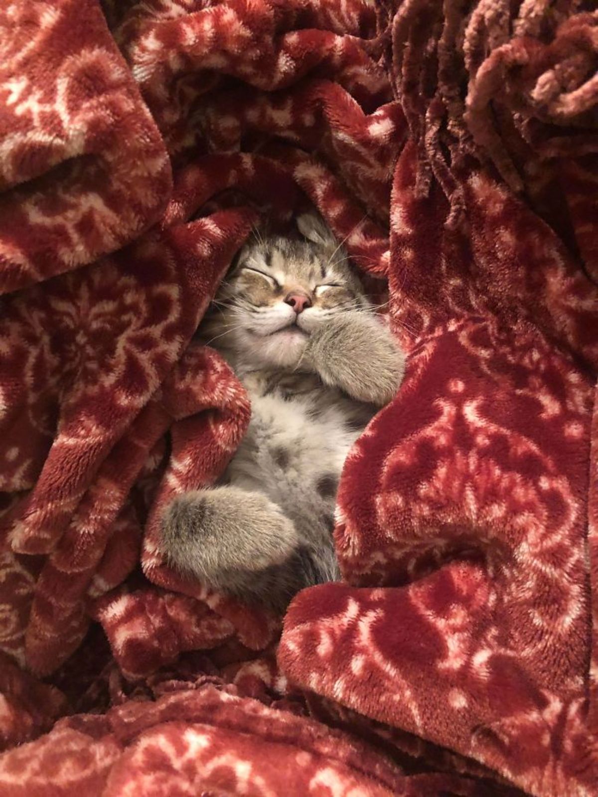 grey and white kitten laying belly up and sleeping surrounded by a red and white patterned blanket