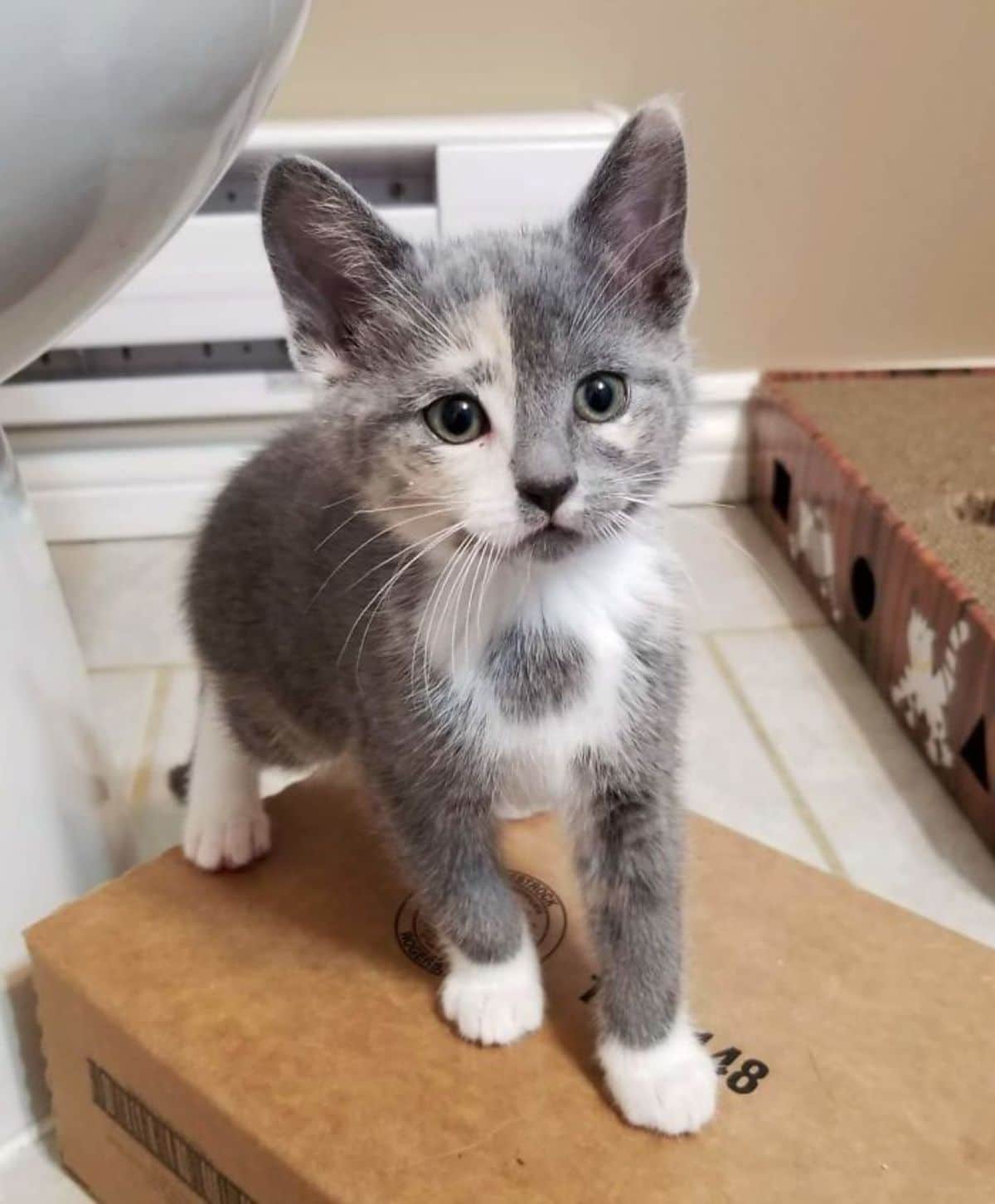 grey and white kitten standing on a cardboard box