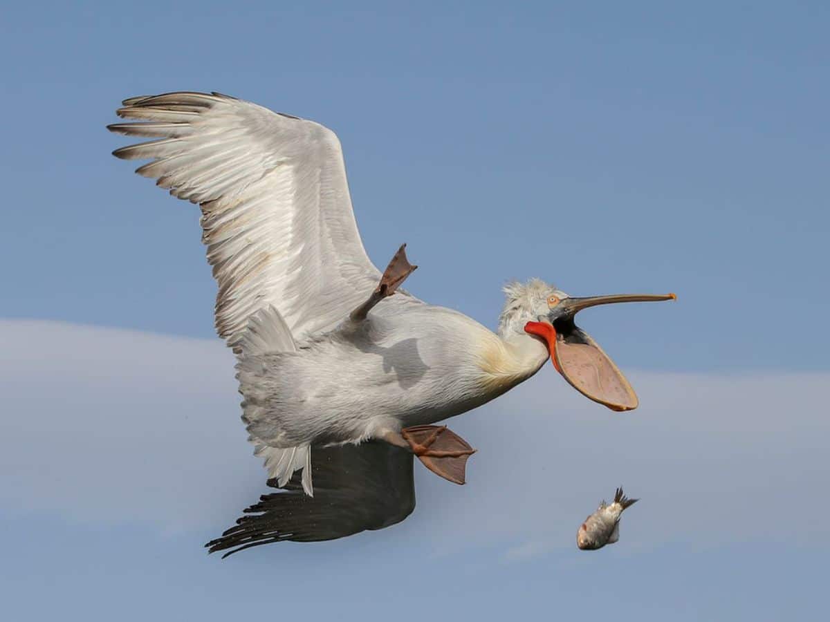 grey and white pelican with red bill drops a grey and black fish mid-flight