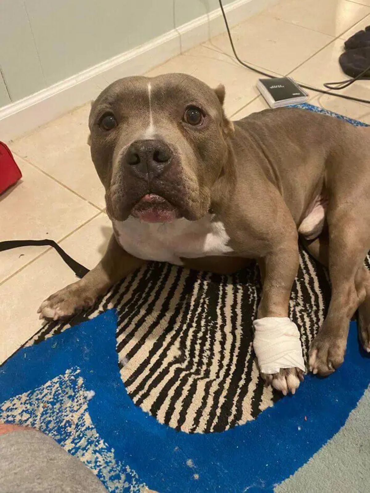 grey and white pitbull laying on a carpet with the left front paw bandaged