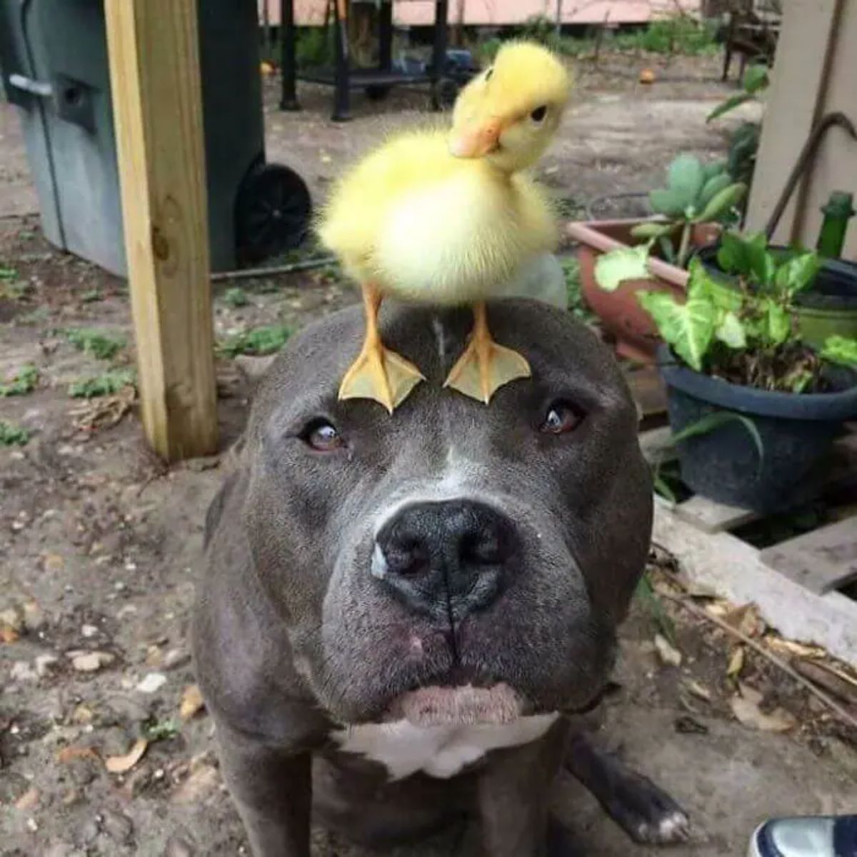 grey and white pitbull sitting with a yellow duckling standing on its head