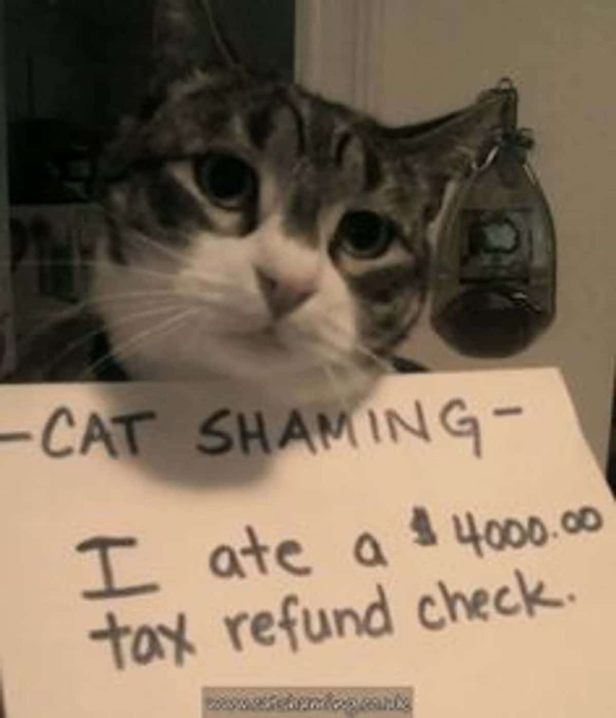 grey and white tabby cat looking to the side with a note saying that the cat ate a $4000 tax refund check