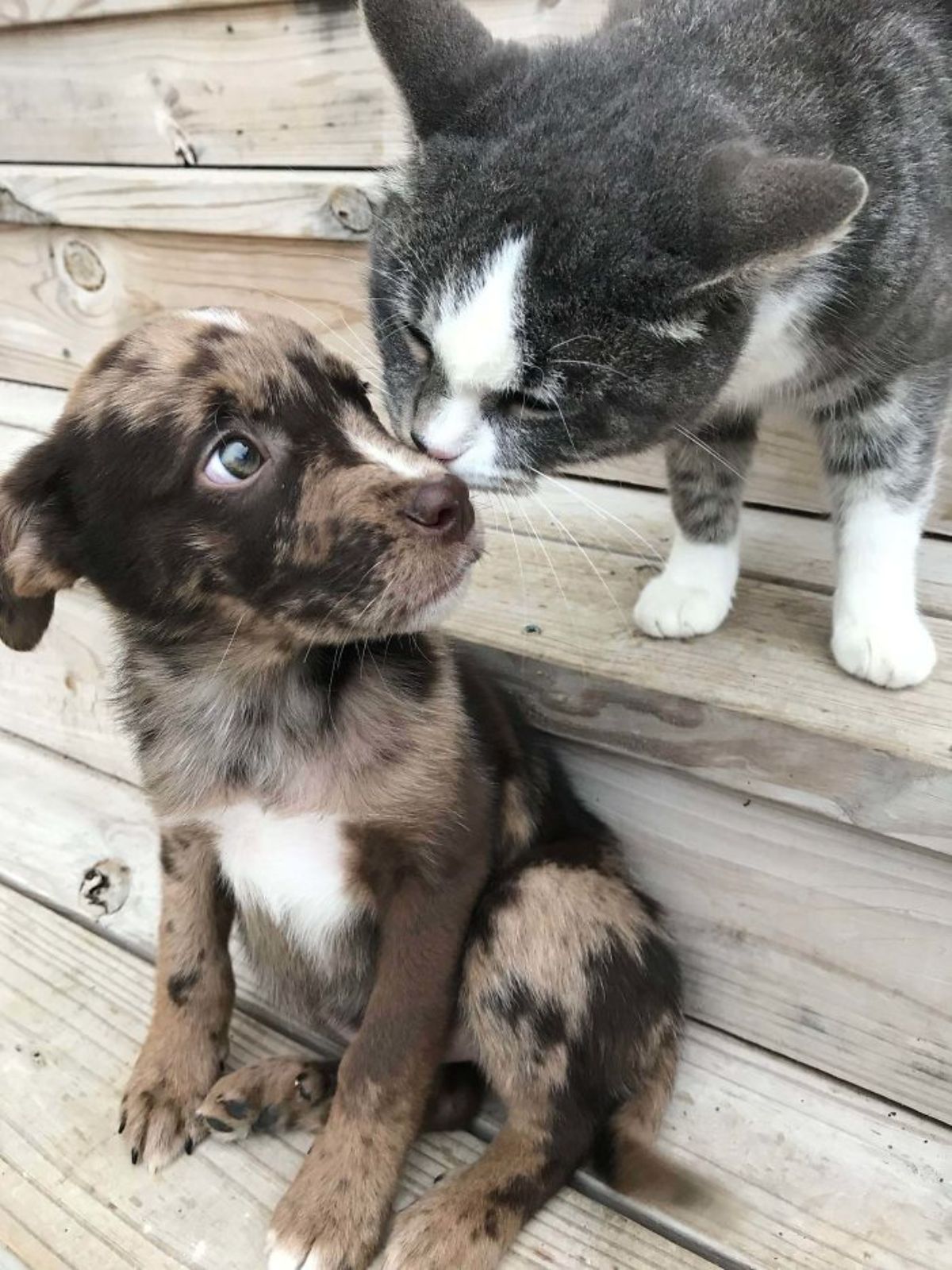 grey and white tabby cat standing and sniffing a brown black and white puppy sitting one step below