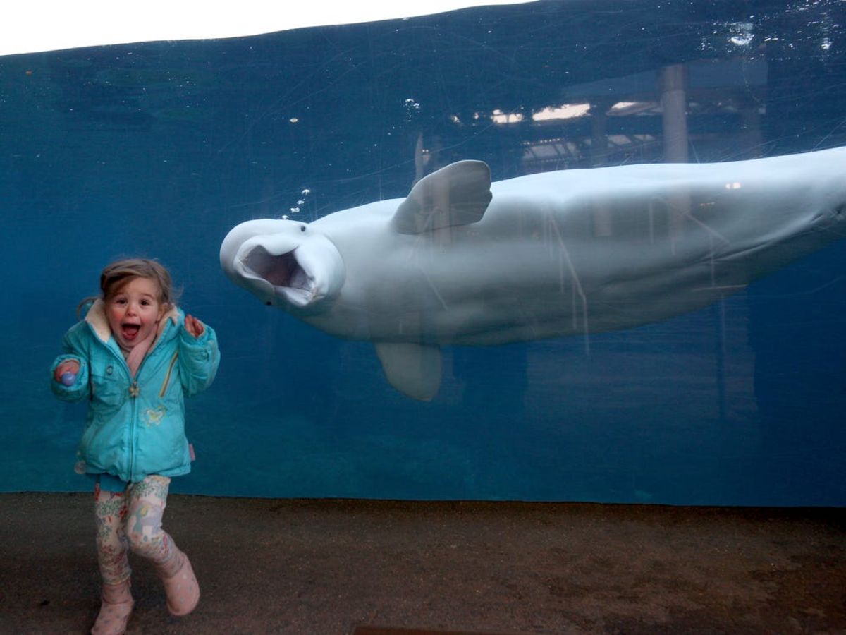 grey beluga whale in a glass tank with mouth open in front of a surprised little girl with mouth open