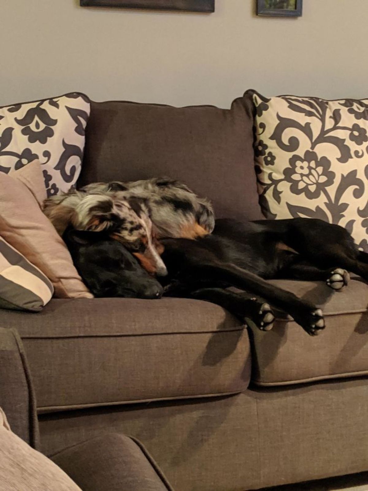 grey black white and red australian shepherd laying on a black dog laying on a brown sofa