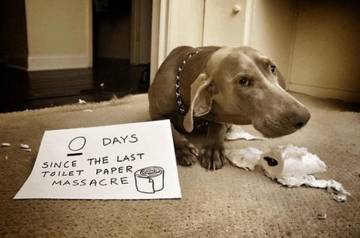 grey dog laying on light brown carpet next to a ripped up toilet paper roll with a sign saying 0 days since the last toilet paper massacre