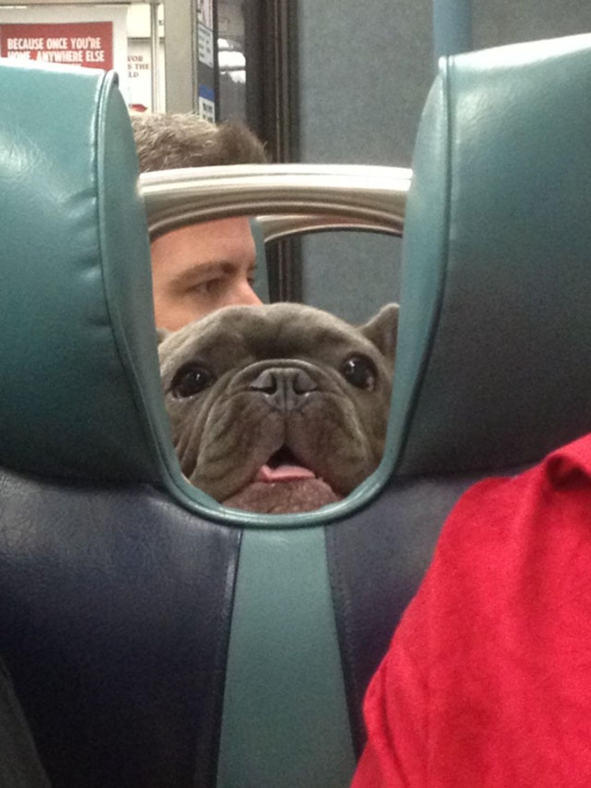 grey french bulldog face peeking from between a gap between two green and black headrests