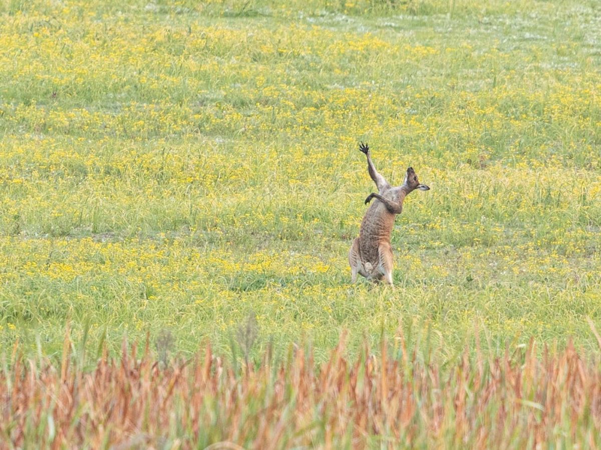 grey kangaroo standing with one front leg held out to the sky and the kangaroo turning to look up in a field of yellow flowers
