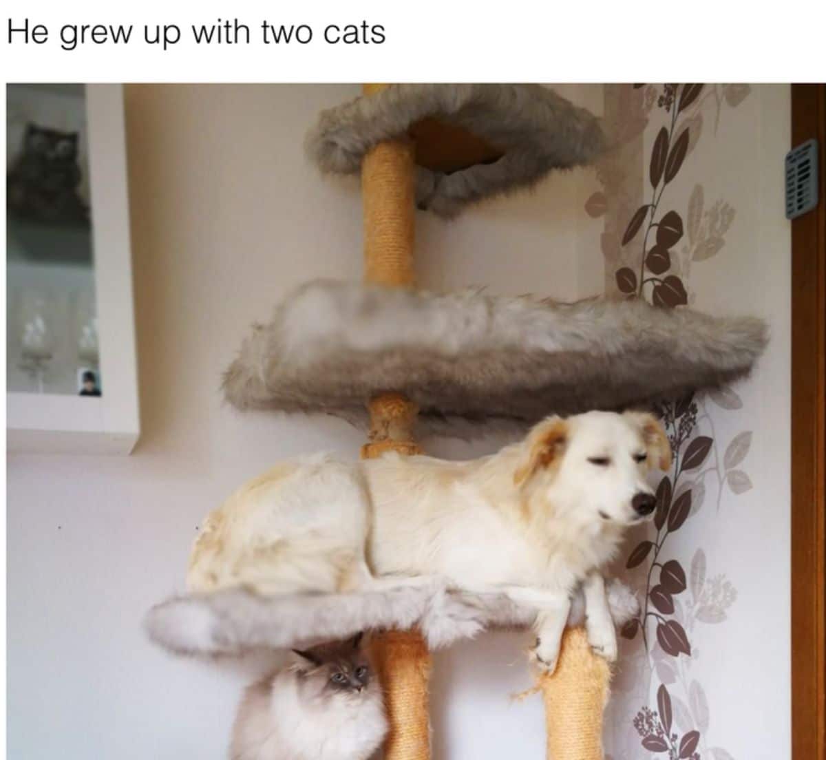 light brown dog laying on a cat perch of a cat tree with a light brown siamese cat under the dog