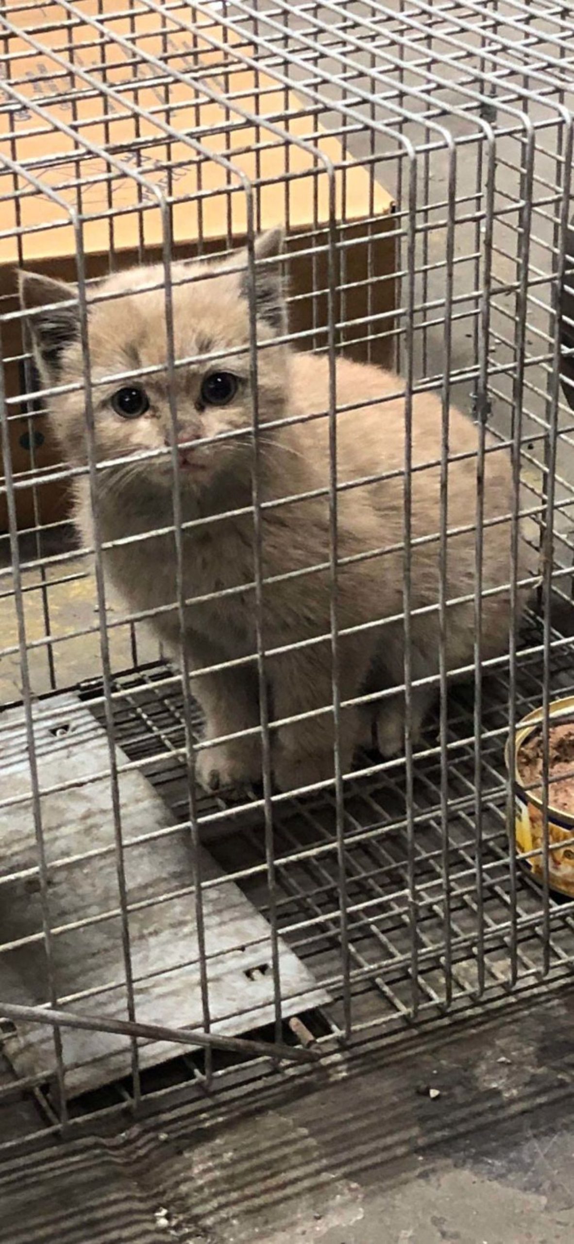 light orange kitten sitting inside a grey metal cage