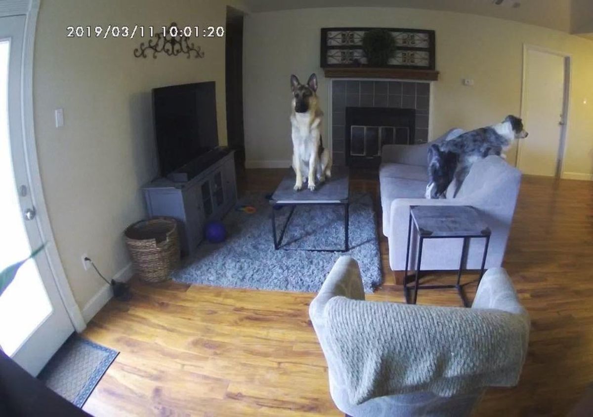 live feed camera image of a german shephrd sitting on a grey metal table and a grey and white australian shepherd on a grey sofa