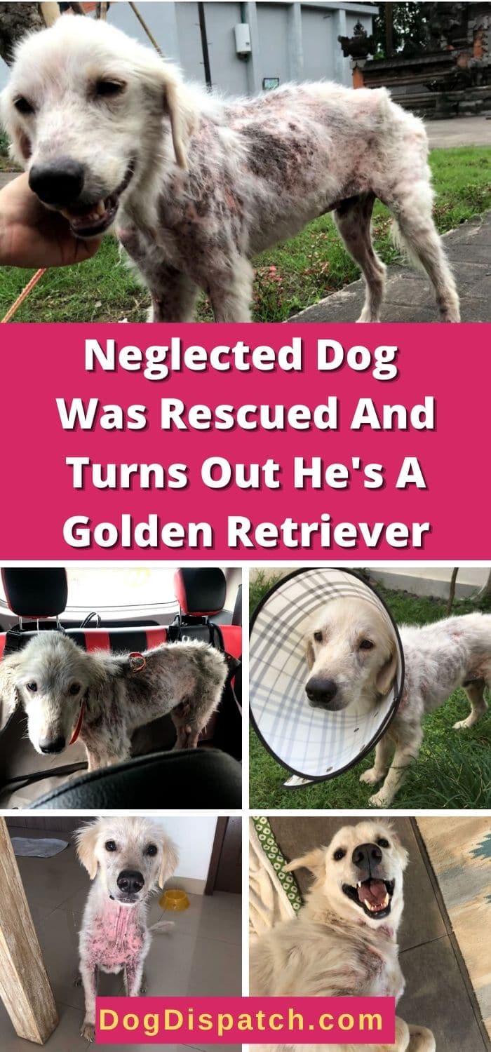 Neglected Dog Was Rescued And Turns Out He's A Golden Retriever - Dog ...