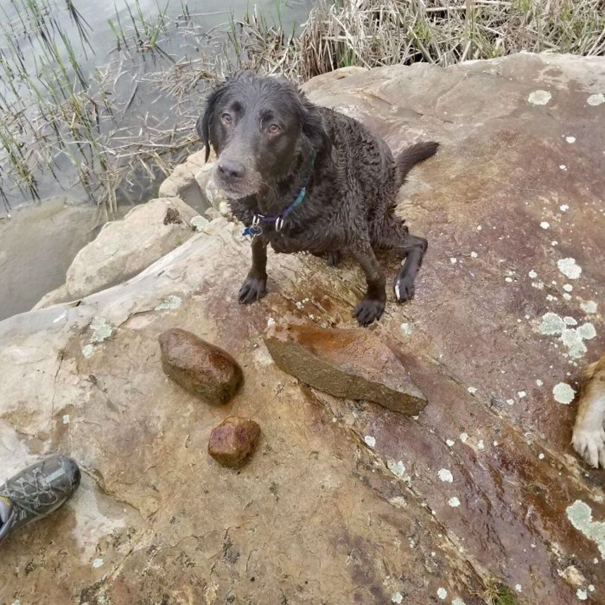 old and wet black labrador retriever standing on a large grey rock next to a lake with 2 medium-sized rocks on the large rock