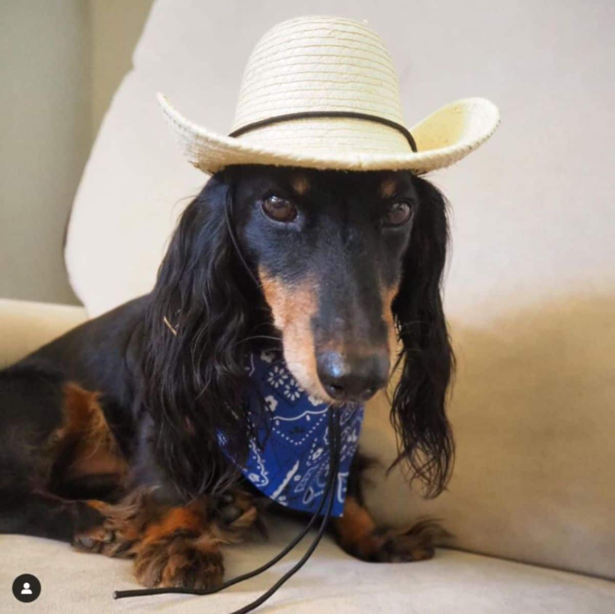 old black and brown dachshund on a white sofa wearing a blue and white bandana and a straw cowboy hat with a black band