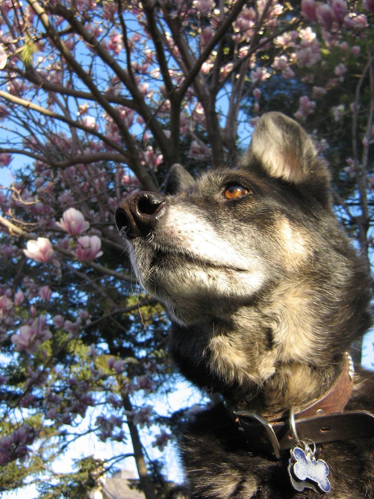 old black and white dog looking into the distance with photo taken from below showing a pink flower tree over the dog