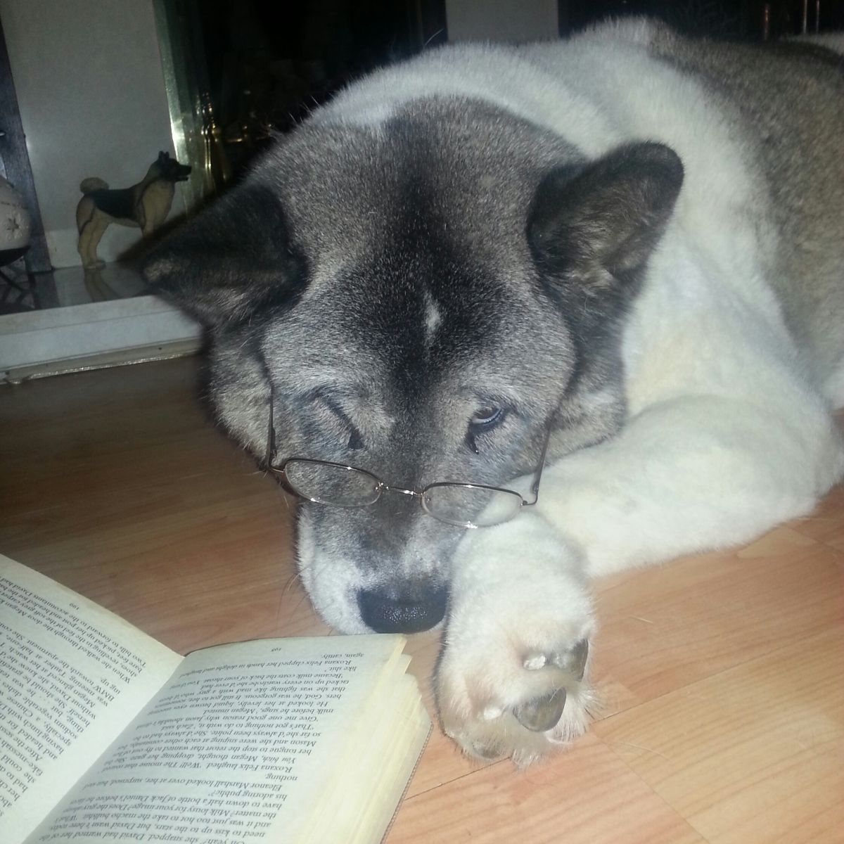 old black and white dog wearing glasses gone askew laying on a table in front of an open book