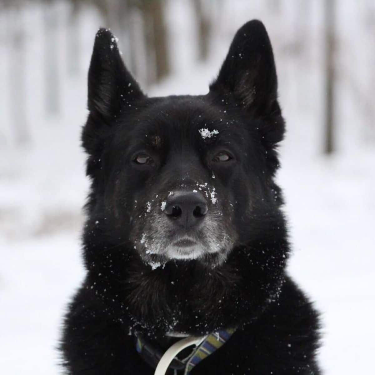 old black fluffy dog sitting in snow and looking straight at the camera
