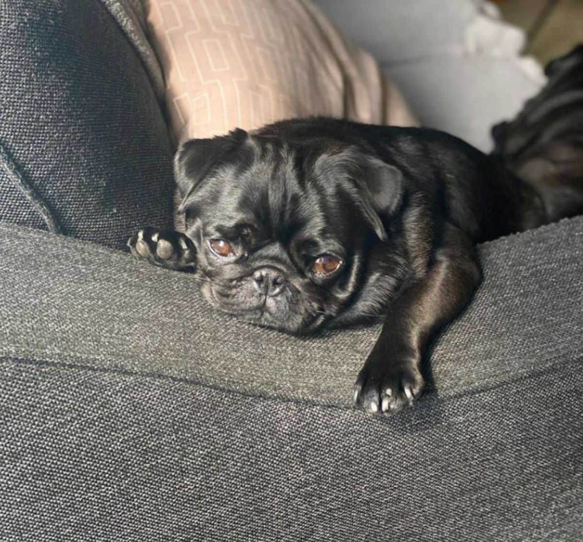 old black pug laying on a black sofa with the head and front legs on the armrest
