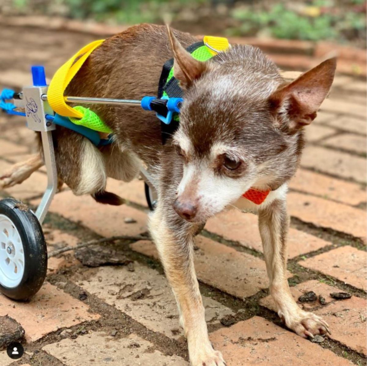 old brown and white dog in a wheelchair and a green and yellow harness on standing on the floor