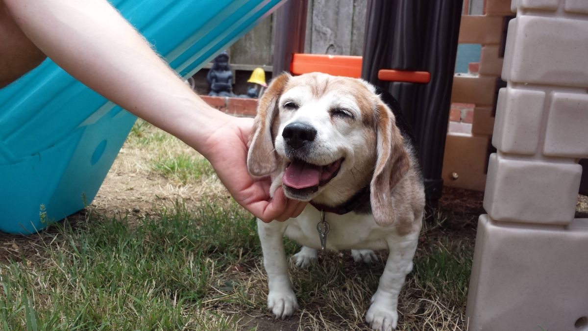 old brown and white dog standing on grass smiling with eyes squinted as someone scratches the dog's chin