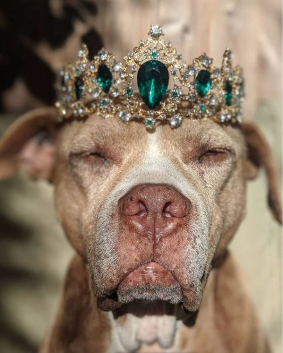 old brown and white pitbull sitting with eyes closed wearing a tiara with large green stones and small yellow and white stones
