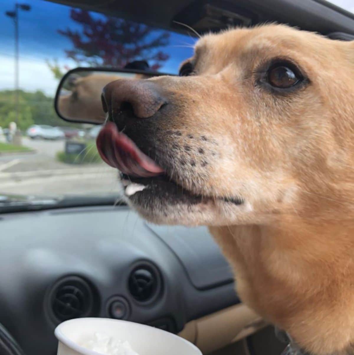 old brown dog inside a vehicle and licking its lips after drinking a puppucino from a cup
