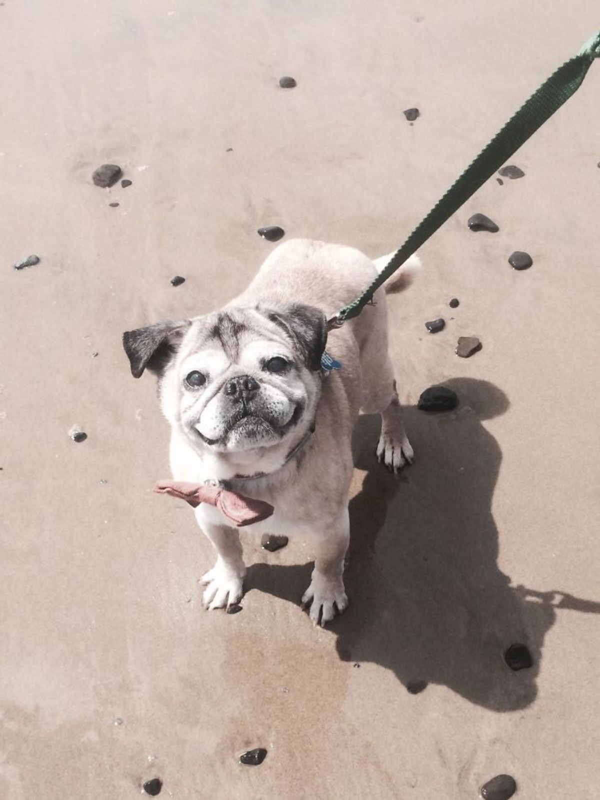 old brown pug standing on beach with some water with the dog on a leash and wearing a brown bow tie