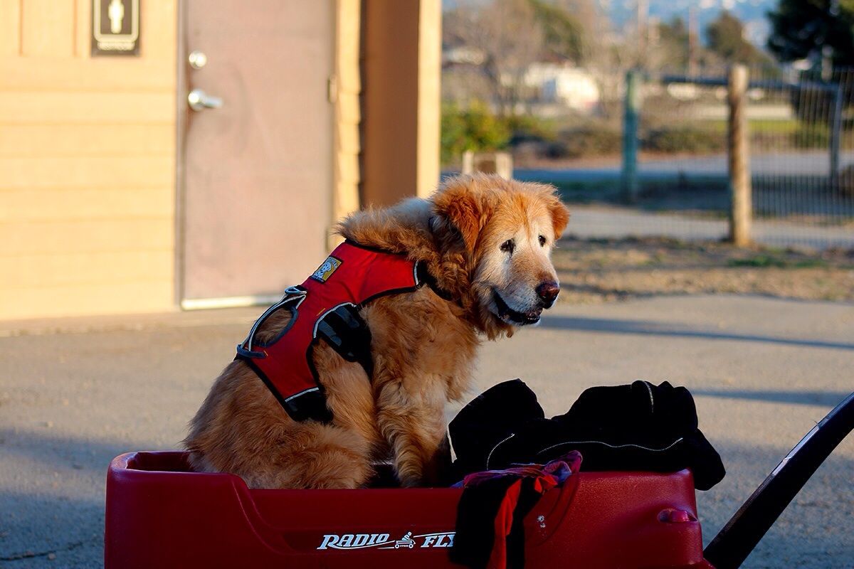 old golden retriever in red and black harness sitting in a red trailer