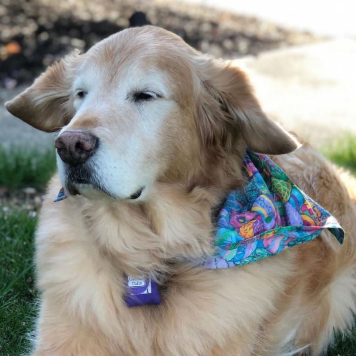 old golden retriever laying down on the ground wearing a colourful bandana and has the ears down and eyes squinted because it's windy