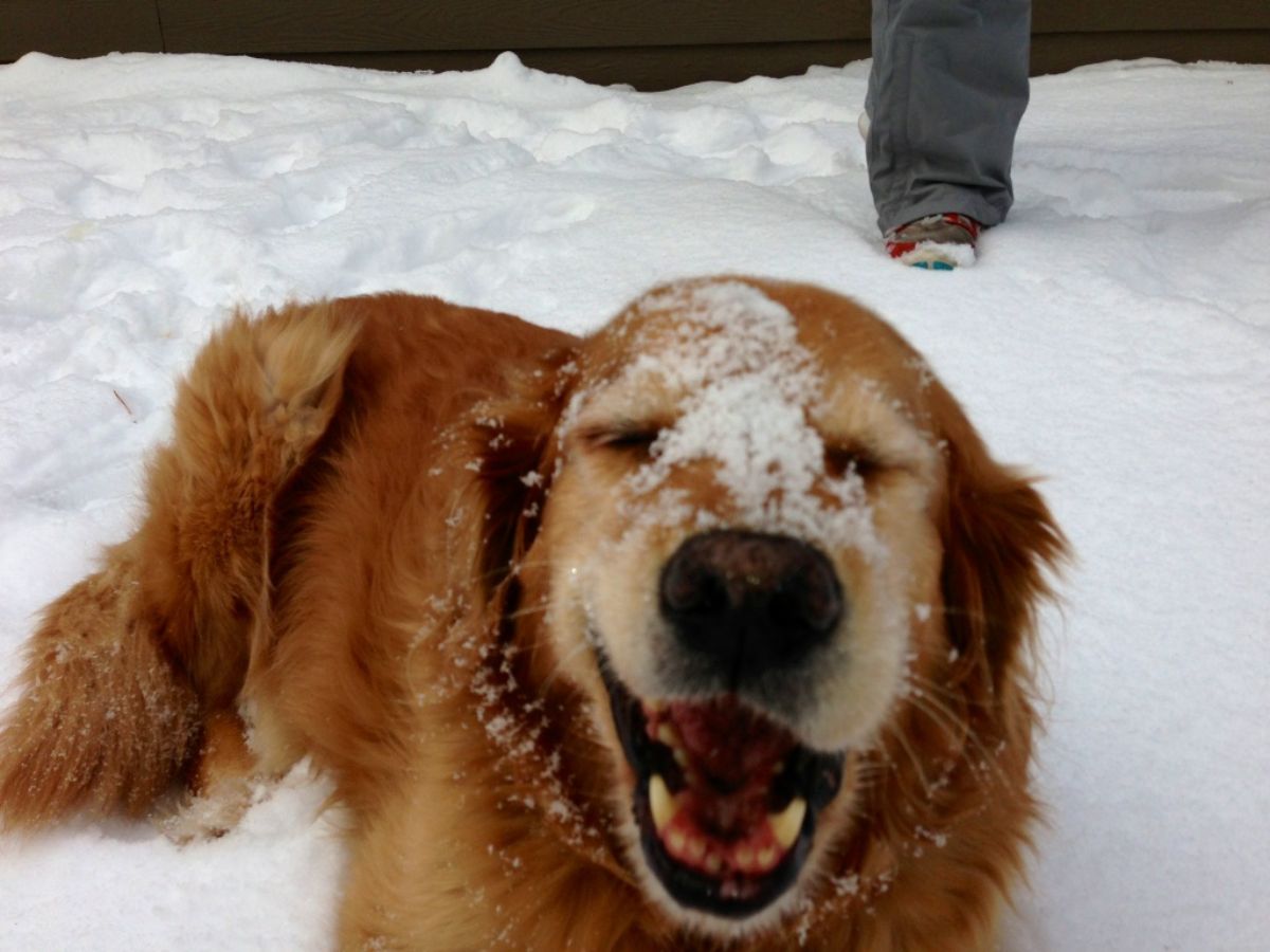 old golden retriever laying in snow with snow on its face and smiling with the mouth open