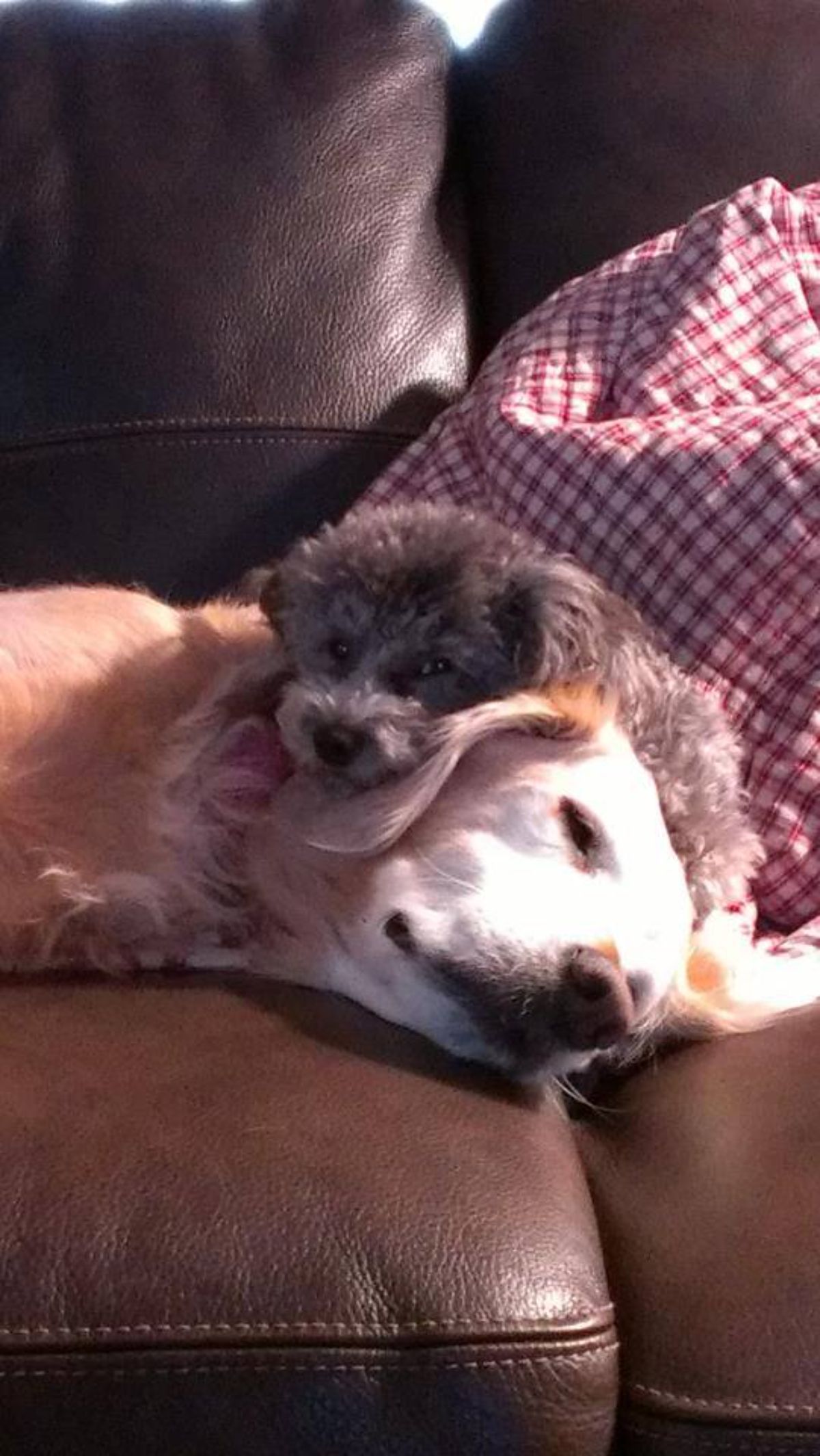 old golden retriever laying sideways on brown sofa with a small fluffy brown dog laying its chin on the dog's head