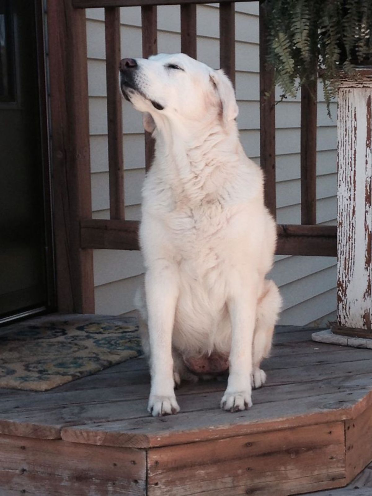 old white dog sitting on a wooden platform with the head tilted to the right and eyes closed