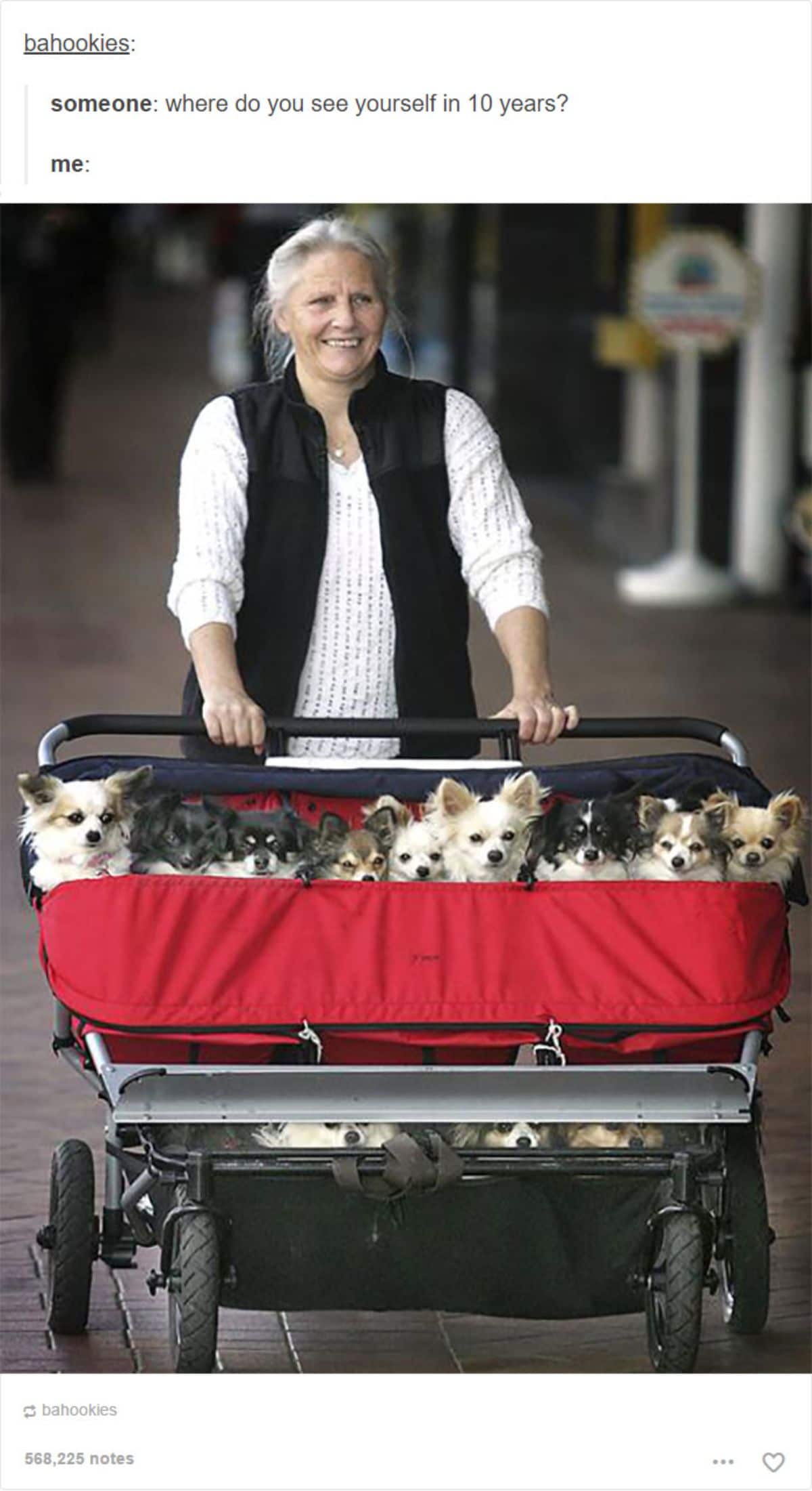 old woman pushing a red and black stroller with 9 fluffy chihuahuas in the top compartment and 3 in the bottom compartment