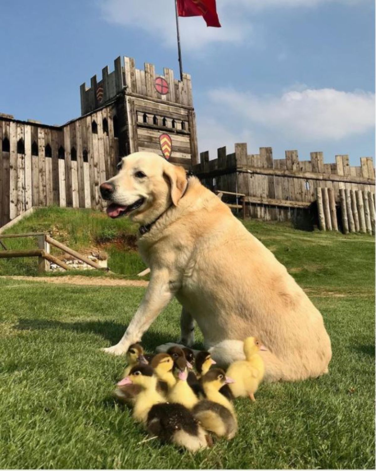 old yellow labrador retriever sitting on grass on castle grounds with a bunch of yellow and black ducklings