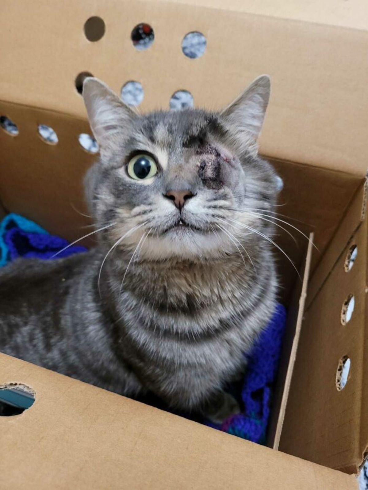 one eyed grey tabby cat sitting inside a cardboard box