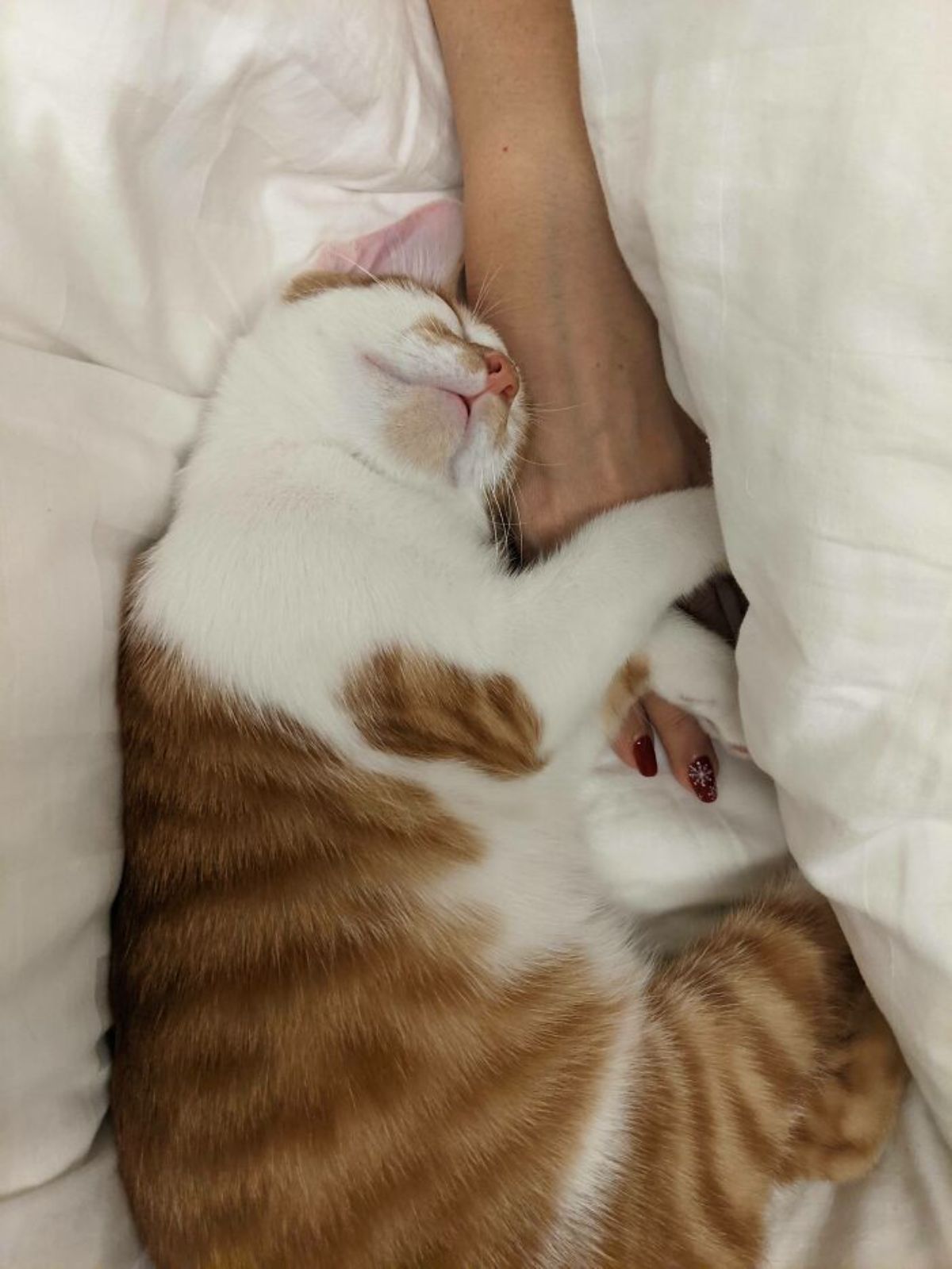 orange and white cat on a white bed hugging a woman's arm while sleeping