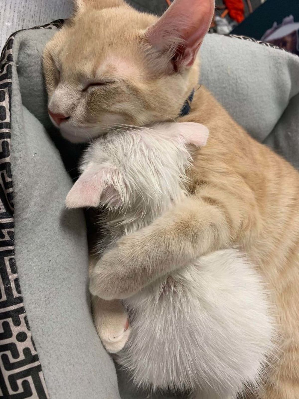 orange cat laying on a grey cat bed cuddling with one arm over a white kitten